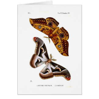 Moths