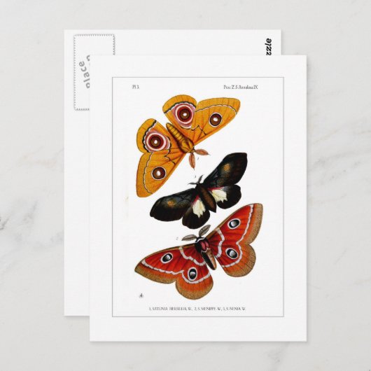 Moths Briefkaart (Voorkant / Achterkant)