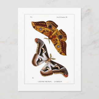 Moths Briefkaart