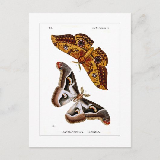 Moths Briefkaart (Voorkant)