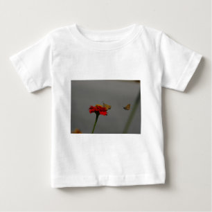 Moths en Red Zinnia