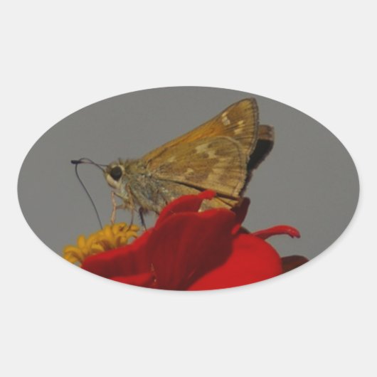 Moths en Red Zinnia Ovale Sticker (Voorkant)