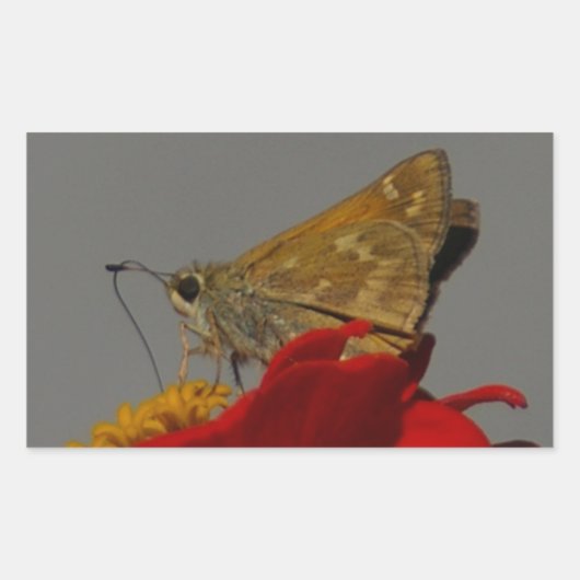 Moths en Red Zinnia Rechthoekige Sticker (Voorkant)