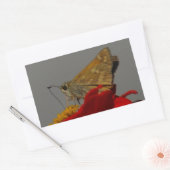 Moths en Red Zinnia Rechthoekige Sticker (Envelop)