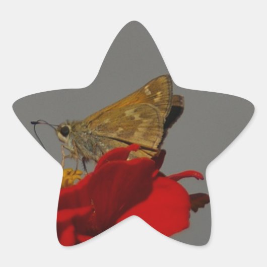 Moths en Red Zinnia Ster Sticker (Voorkant)