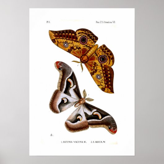 Moths Poster (Voorkant)