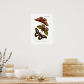 Moths Poster (Keuken)