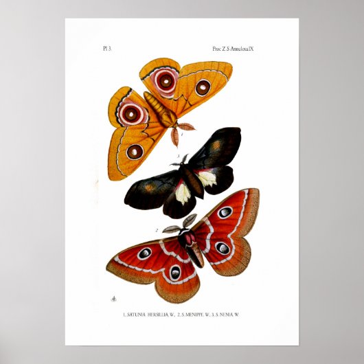 Moths Poster (Voorkant)