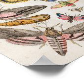 Moths rupsen  Print Downloaden (Hoek)