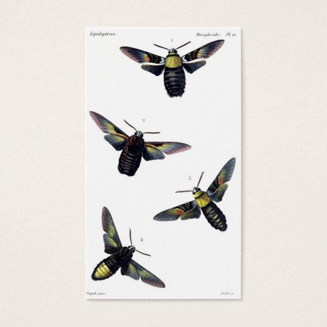 Moths victoriennes (Devant)