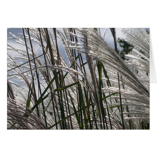 Motifs de la nature (Devant horizontal)