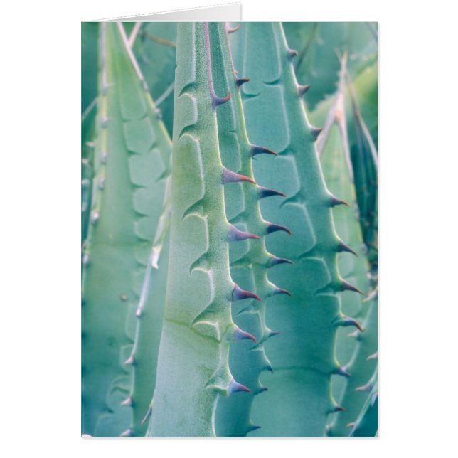 Motifs d'une plante d'Agave (Devant)