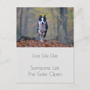 Motivatie Afstuderen Dog Positivity Quote Briefkaart