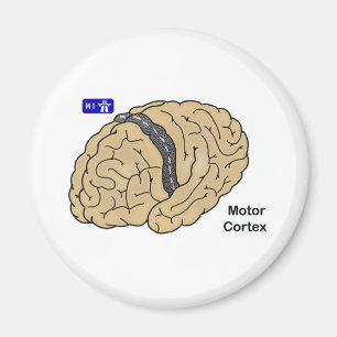 Motor cortex magneet