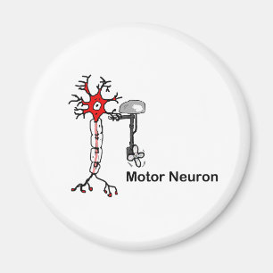 Motorneuron Magneet