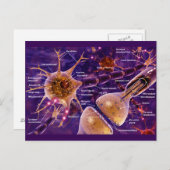 Motorneuronen Briefkaart (Voorkant / Achterkant)