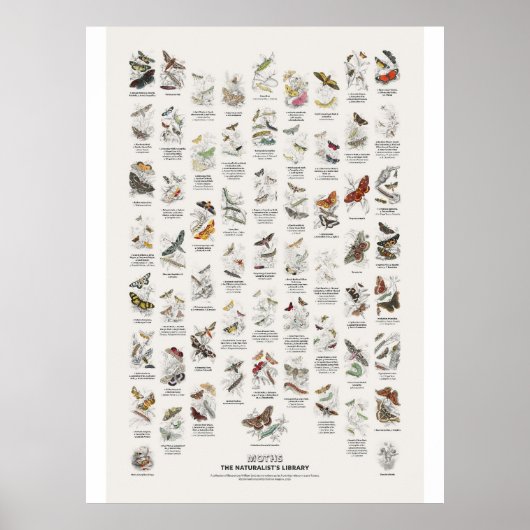 Motten - Naturalist's Library Poster (Voorkant)