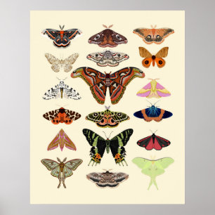 Motten - prachtige insecten geïllustreerde  kunst poster