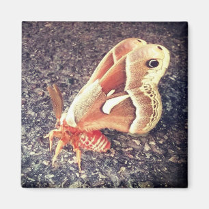 mottenmagneet magneet