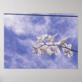 Mottenorchidee Poster (Voorkant)