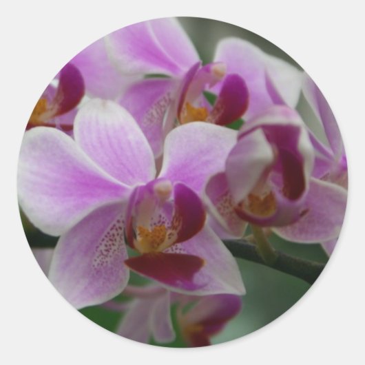 Mottenorchidee Ronde Sticker (Voorkant)