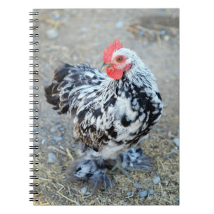 Mottled Bantam Cochin Chicken Notitieboek Journal