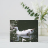 Mottled Duck Briefkaart (Staand voorkant)