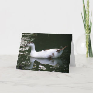 Mottled Duck Wenskaart Kaart