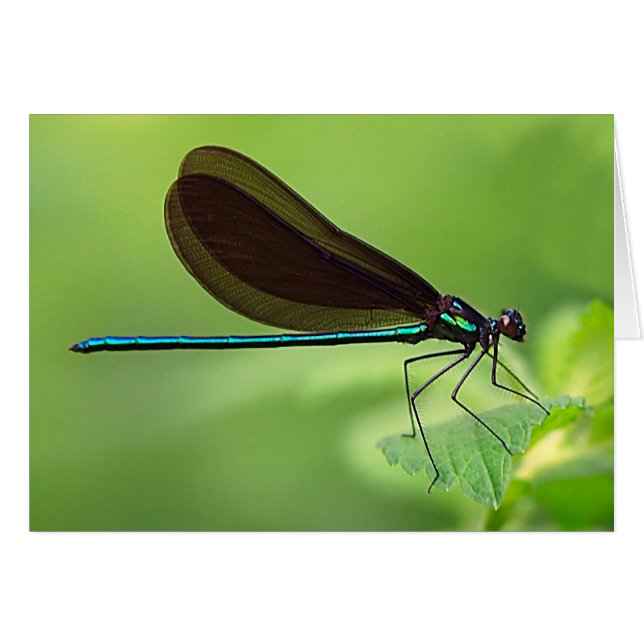 Mouche de demoiselle (Devant horizontal)