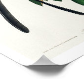 Moucherolle à queue fourrée par Audubon Poster (Coin)