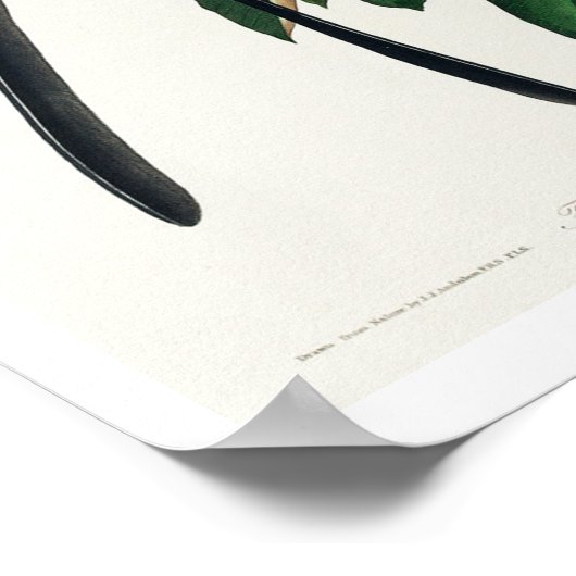 Moucherolle à queue fourrée par Audubon Poster (Coin)