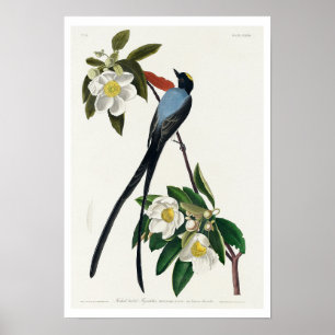 Moucherolle à queue fourrée par Audubon Poster