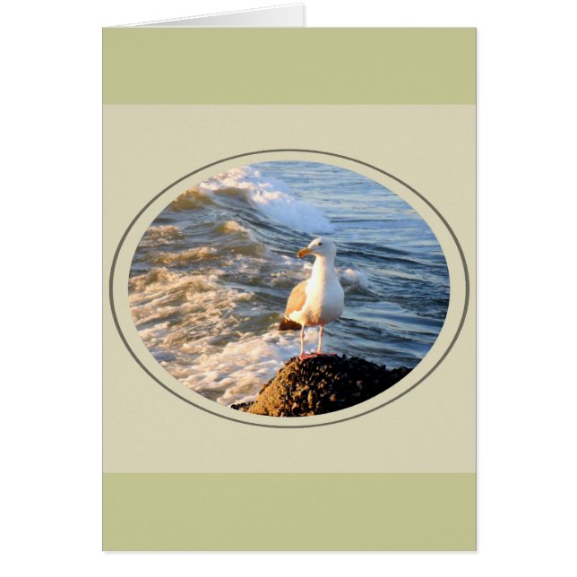 Mouette (Devant)