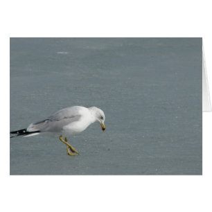 Mouette
