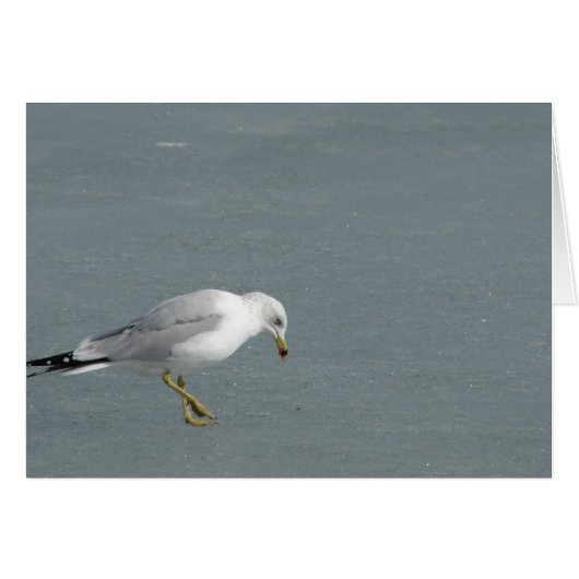 Mouette (Devant horizontal)