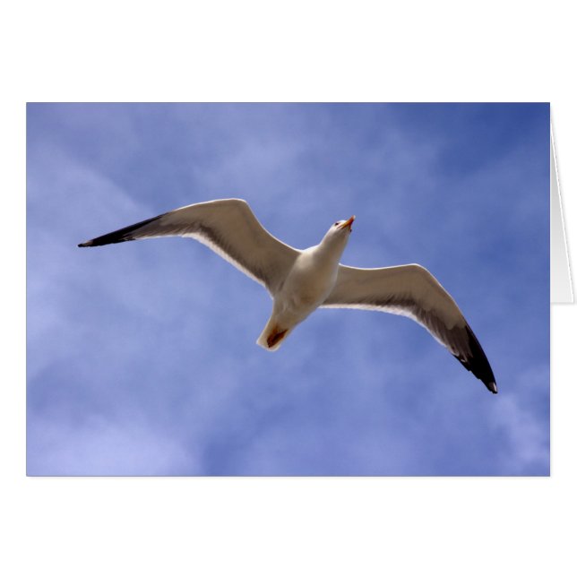 Mouette (Devant horizontal)