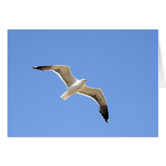 Mouette (Devant horizontal)
