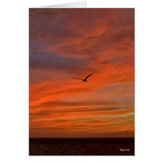 Mouette au coucher du soleil - Côte du Texas