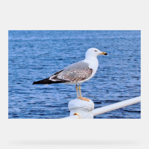 Mouette Constanta Roumanie – Photographie de la me
