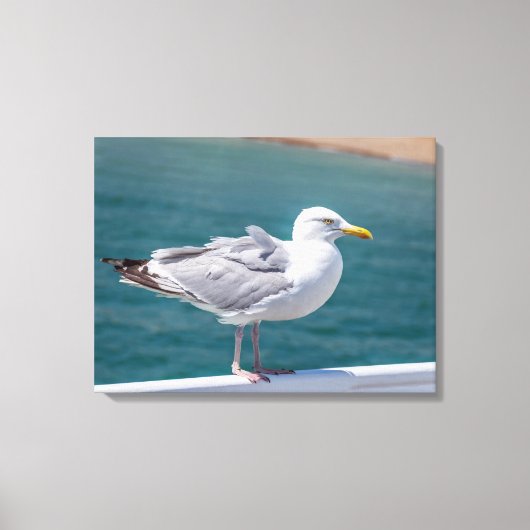 Mouette de mer sur les balustrades vue impression (Recto)