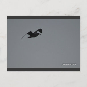 Mouette en silhouette Carte postale Blue Beach S