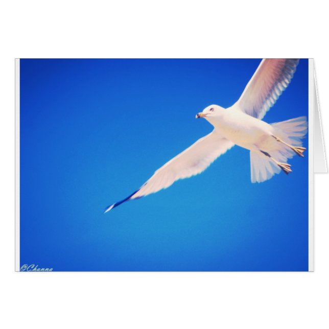 Mouette montant par le ciel (Devant horizontal)