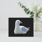 Mouette posant sur une carte postale – Faune Mouet (Debout devant)
