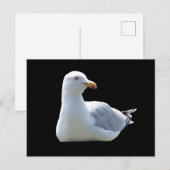 Mouette posant sur une carte postale – Faune Mouet (Devant / Derrière)