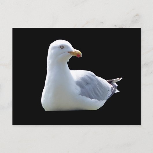 Mouette posant sur une carte postale – Faune Mouet (Devant)