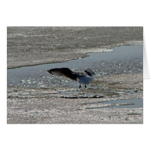 Mouette sur glace