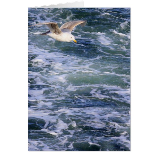 Mouette sur l'eau (Devant)