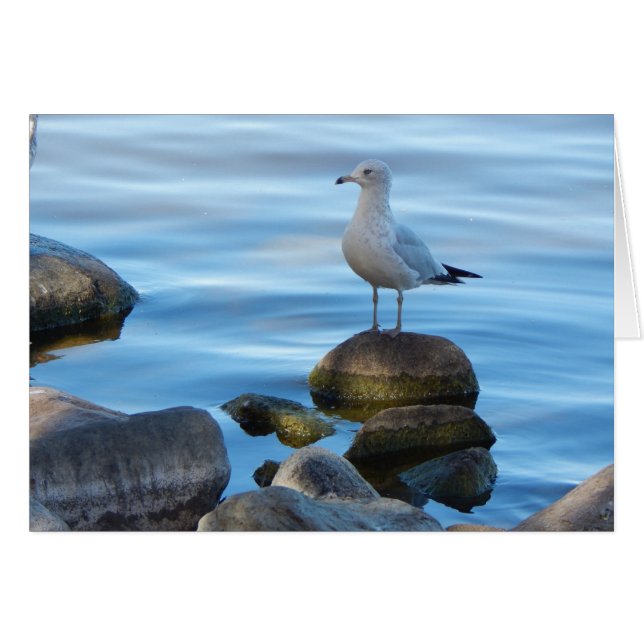 Mouette Sur Rochers (Devant Horizontal)