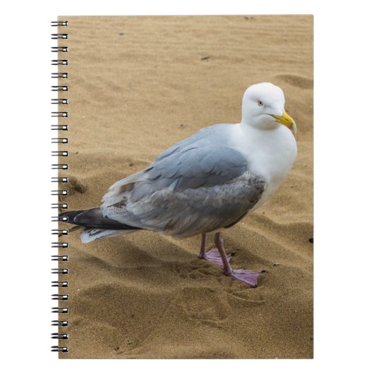 Mouette sur un carnet de plage (Devant)
