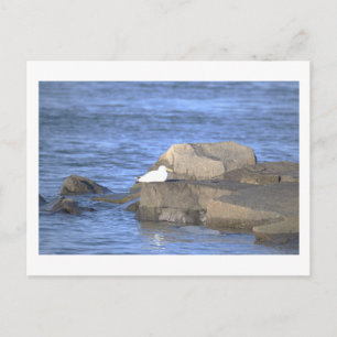 Mouette sur une carte postale de rocher